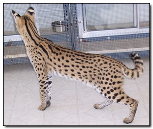 Amiri Exotic Serval,Americano Iced