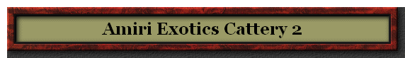 Amiri Exotics Cattery 2