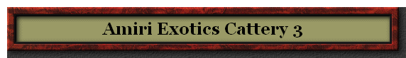 Amiri Exotics Cattery 3