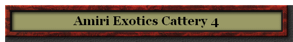 Amiri Exotics Cattery 4