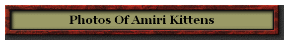 Photos Of Amiri Kittens