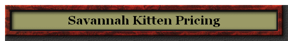 Savannah Kitten Pricing
