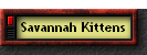 Savannah Kittens