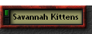 Savannah Kittens
