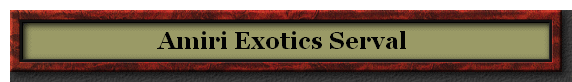 Amiri Exotics Serval
