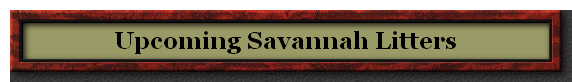 Upcoming Savannah Litters